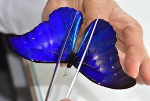 Morpho rhetenor mariajosianae f. pseudoparadisiaca ♂