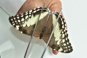 :::BULK SALE:::: Morpho marcus intermedia A1 ♀