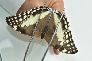 Morpho marcus intermedia A1 ♀