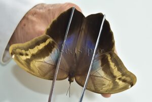 Eryphanis automedon tristis A1 ♀