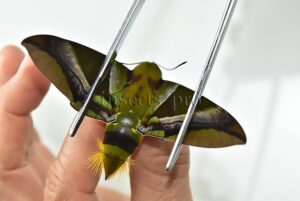 Oryba kadeni A1 ♂