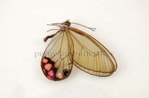 :::BULK SALE:::: Cithaerias pyropina pyropina A1 ♂ GLASSWINGS