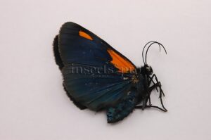 Arctiidae spp.  HIGH ALTITUDE