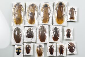 Blattodea spp. A1 ♂♀ SET of 16 sp.