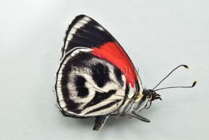 Diaethria sp. A1 ♂ ABERRATION* MELANIC