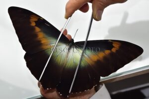 Morpho cisseis gahua f. phadena A1 ♂