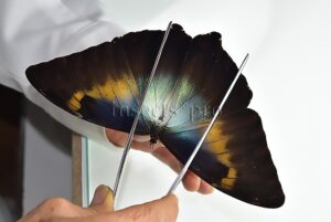 Morpho cisseis gahua f. phadena A1 ♂