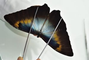 Morpho cisseis gahua f. phadena ♂