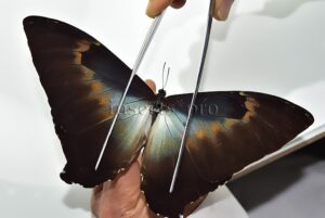 Morpho cisseis gahua f. phadena A1 ♂