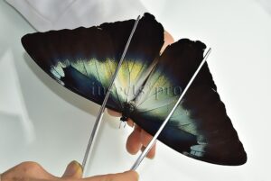 Morpho cisseis gahua f. gahua A1 ♂