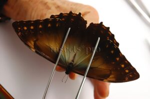 Morpho telemachus martini ♂