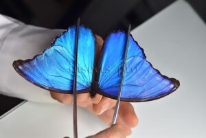 Morpho godartii tingomariensis ♂ ABERRATION*
