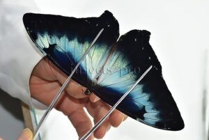 Morpho cisseis cabrera ♂ BLUE FORM