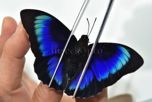 :::BULK SALE:::: Agrias beatifica x Prepona laertes A1 ♂ GOOD FORMS!