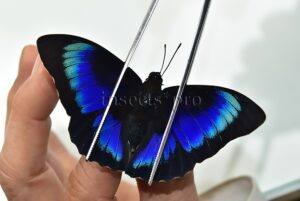 Agrias beatifica x Prepona laertes A1 ♂ HYBRID*