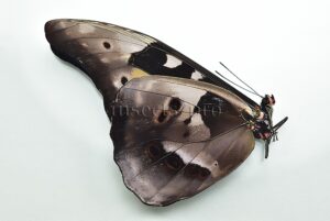 :::BULK SALE:::: Morpho rhetenor mariajosianae f. pseudoparadisiaca A1 ♂