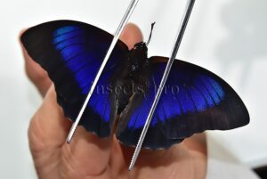 Agrias beatifica x Prepona laertes A1 ♂ HYBRID* GOOD FORM