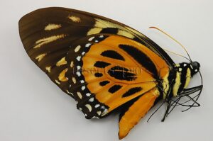 :::BULK SALE:::: Pterourus zagreus ssp. A1 ♂ SOUTH-PERU