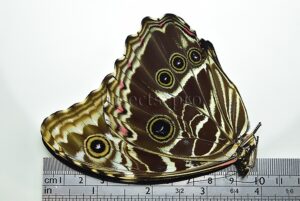 Morpho deidamia grambergi A1 ♀