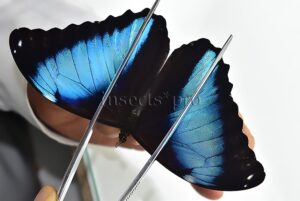 :::BULK SALE:::: Morpho deidamia A1/A1- ♂