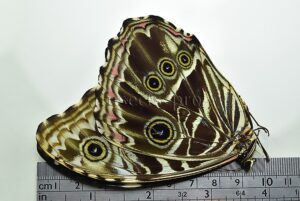 Morpho deidamia grambergi ♀