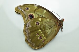 Morpho menelaus zischkai ♂ ABERRATION*