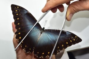 Morpho telemachus martini ♂