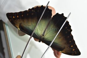 Morpho telemachus martini ♂