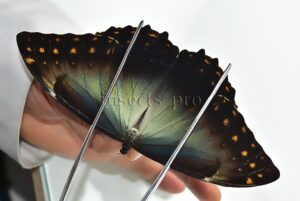 Morpho telemachus martini ♂