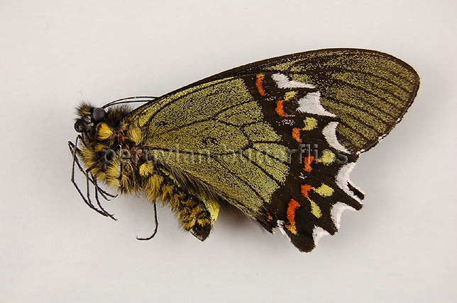 Battus madyes plinius A1 ♂