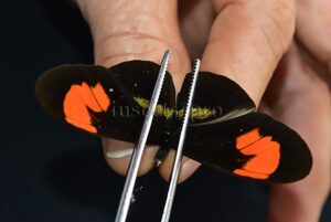 Heliconius sp. ♂ HYBRID*