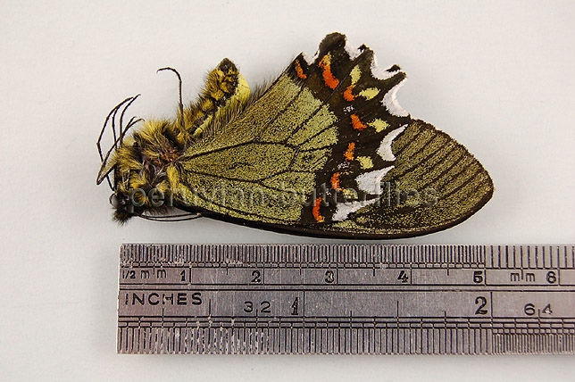 Battus madyes plinius A1 ♂ - Image 2