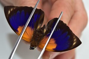 Agrias phalcidon fournierae f. viola A1 ♂