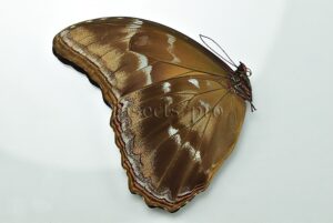 Morpho godartii tingomariensis A1 ♂ ABERRATION* RARE NO OCELLI AT ALL
