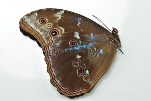 Morpho godartii tingomariensis A1 ♂ ABERRATION* BLUE SPOTS ON VERSO