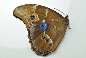 Morpho godartii tingomariensis A1 ♂ ABERRATION* BLUE SPOTS ON VERSO