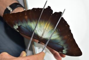 Morpho cisseis gahua f. gahua A1 ♂ ABERRATION*