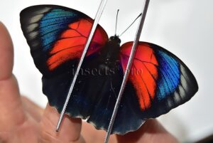 Agrias beatifica x Agrias claudina lugens A1 ♀ HYBRID* GOOD FORM