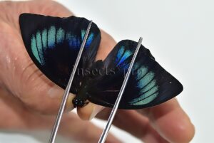 Agrias beatifica x Prepona laertes A1 ♀ HYBRID* GOOD FORM