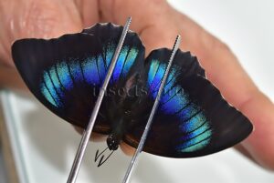 :::BULK SALE:::: Agrias beatifica x Prepona laertes A1 ♀