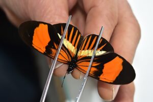 Heliconius sp. A1 ♂ HYBRID*