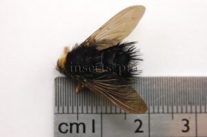 Eudejeania sp. A1  HIGH ALTITUDE