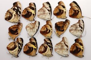 Catonephele sp. A1 ♀ MIX FEMALES SET of 15 sp.