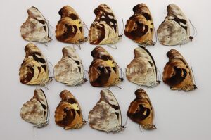 Catonephele sp. A1 ♀ MIX FEMALES SET of 14 sp.