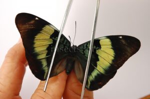Panacea prola amazonica ♀