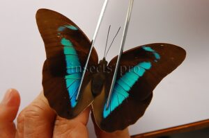 Archaeoprepona demophon muson A1 ♀