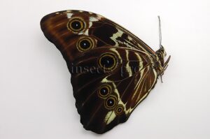 Morpho deidamia mariae ♂ ABERRATION*