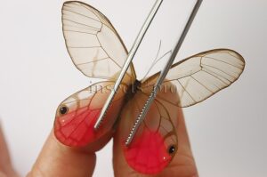 :::BULK SALE:::: Cithaerias pireta aurora A1 ♂♀ GLASSWINGS