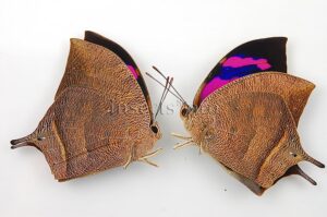 :::BULK SALE:::: Anaea nessus A1 ♂