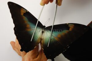 Morpho cisseis gahua f. phadena ♂